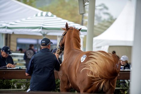 2022 Inglis Easter Yearling Sale, Lot 267