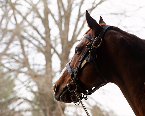 Justify waiting to walk to the breeding shed