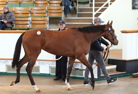 Lot 239 Mehmas (IRE) / What About Me (IRE) B.F. (IRE)       Mr John Nolan    Alessandro Marconi    150,000<br>
Tattersalls Guineas Breeze Up and Horses in Training Sale<br>
27/04/22