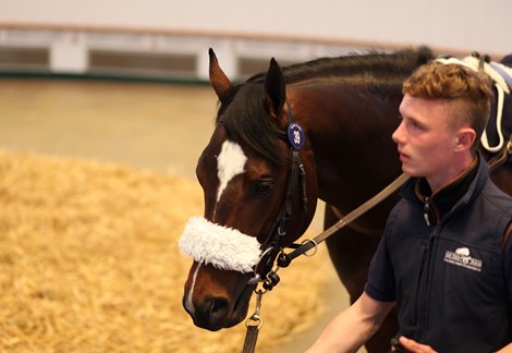 Lot 39 War Front (USA) / Pine Needles (USA) B.C. (USA)      Oak Tree Farm, Ireland    Durcan Bloodstock    425,000 <br>
Tattersalls Craven Breeze Up Sale<br>
12/04/22