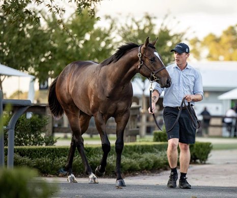 Lot 198, 2022 Inglis Easter Yearling Sale