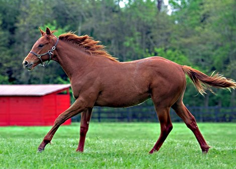 Taiba, a 2019 pony of Gun Runner in Needmore Flattery, while longing on Bruce Ryan's ranch near Morrow, Ohio.  Ryan bred the foal and also bred and raced the Needmore Flattery with trainer Tim Hamm.