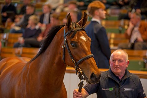 Lot 121 Zoustar (AUS) / Cordial (GB) B.F. (GB)Gaybrook Lodge Stud, Ireland Stetchworth And Middle Park Studs     270,000.Tattersalls Craven Breeze Up Sale13/04/22