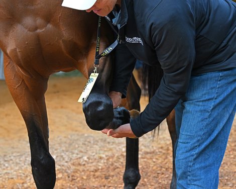 Scott Hopper DVM examing horse. <br>
Preakness coverage at Pimlico Racecourse on May 19, 2022.