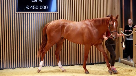 2022 Arqana Breeze-Up Sale, Lot 70