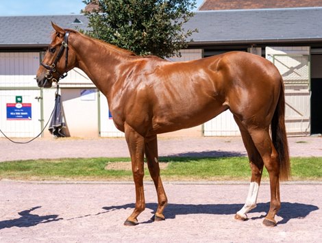 2022 Arqana Breeze-Up Sale, Lot 18