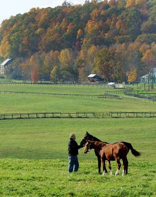 Joe McMahon with weanlings at The McMahon Yearling farm in Saratoga, N.Y. October 23, 2011