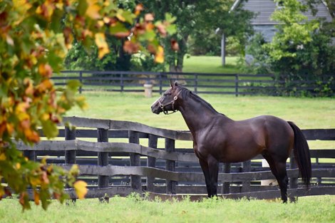 Upstart at Airdrie Stud