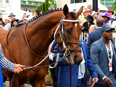 Epicenter in the paddock before the Kentucky Derby (G1) at Churchill Downs in Louisville, KY on May 7, 2022.