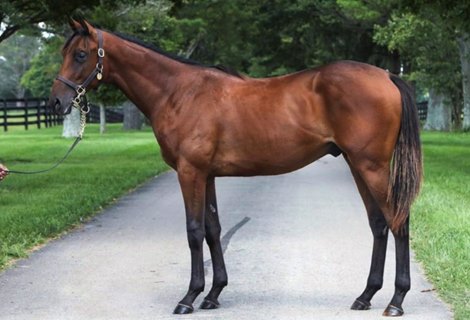 Skippylongstocking at the 2020 Keeneland September Yearling Sale