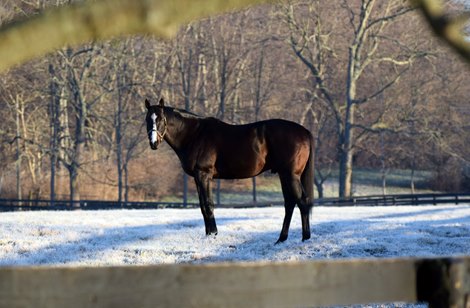 Upstart at Airdrie Stud