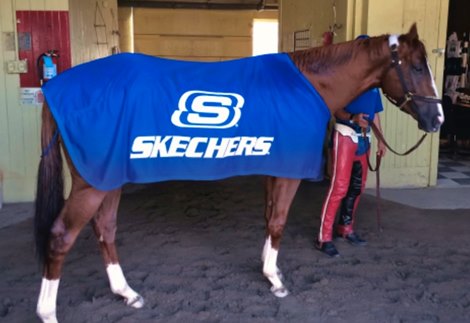 Skechers . horse blanket