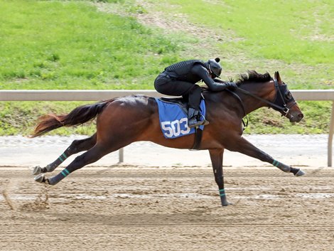 Hip 503, 2022 YO-in Fasig-Tipton Midlantic Training Discount 2