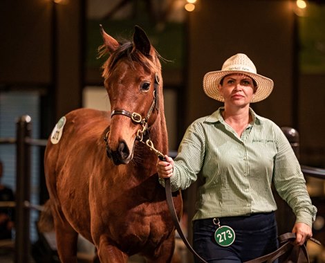 Inglis 2022 Australian Weanling Sale, Lot 273