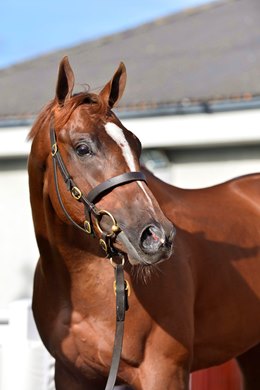 TATTERSALLS GORESBRIDGE BREEZE UP SALE 19-May-2022.<br><br />
Lot 196 Exceed And Excel x Goleta from Tally Ho Stud sold to Michael Blencloe for €260,000.<br><br />
HEALY RACING.