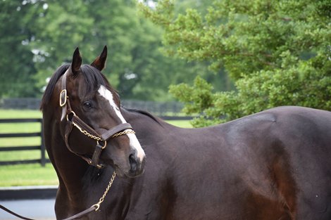 Upstart at Airdrie Stud