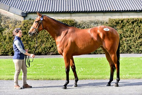 TATTERSALLS GORESBRIDGE BREEZE UP SALE 19-May-2022.<br><br />
Lot 189 Night Of Thunder x Gadwa from Grove Stud sold to Joe Foley for €270,000.<br><br />
HEALY RACING.