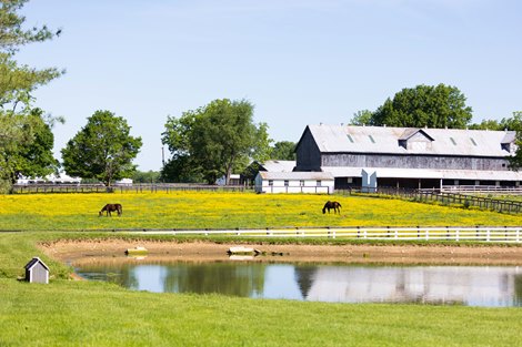 Mercury Equine Center May 17