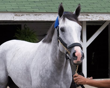 White Abarrio<br>
Training at Churchill Downs in Louisville, Ky., on May 1, 2022.