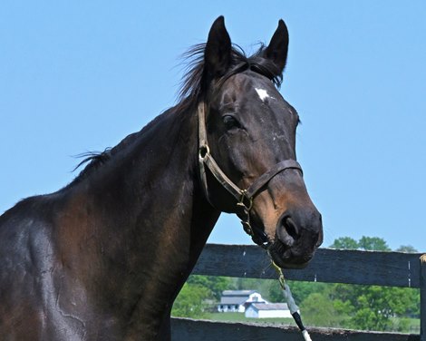 Gold Strike at Watershed Equine in Lexington, Ky., 2022.