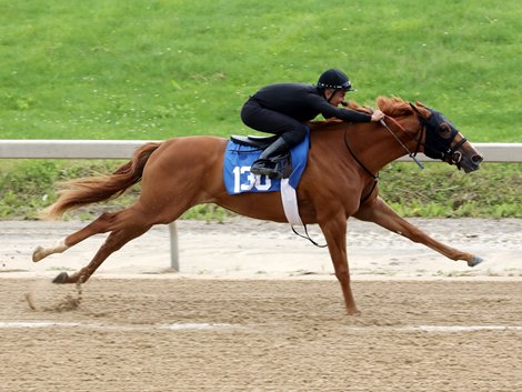 Hip 130, 2022 YO-in Training Sale for Fasig-Tipton 2 in Midlantic