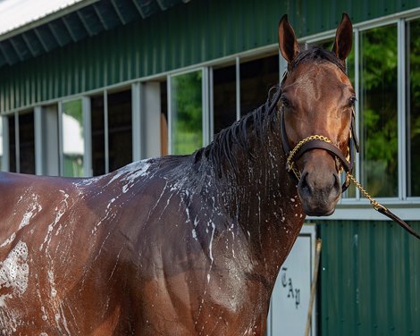 Todd Pletcher’s Nest gets a well deserved bath after galloping over the training track,as the filly prepares for the running of the 154th Belmont Stakes, (GR 1), on Saturday, June 11, 2022.