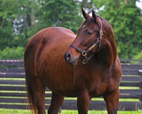 Marion Ravenwood.<br>
Callingmissbrown, dam of Mo Donegal, and Marion Ravenwood, dam of Nest, at Ashview Farm near Versailles, Ky. on June 12, 2022. Callinmissbrown is in foal to Uncle Mo and Marion Ravenwood is in foal to Curlin.