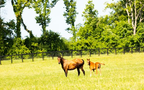 Horses at Kismet Farms