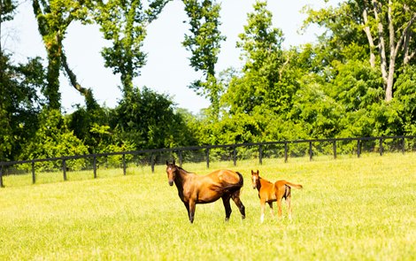 Horses at Kismet . Farm