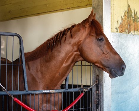 Mark Casse’s Golden Glider looks out of his stall, Monday, June 6, 2022, as the colt prepares for the running of the 154th Belmont Stakes, (GR 1), on Saturday, June 11, 2022.