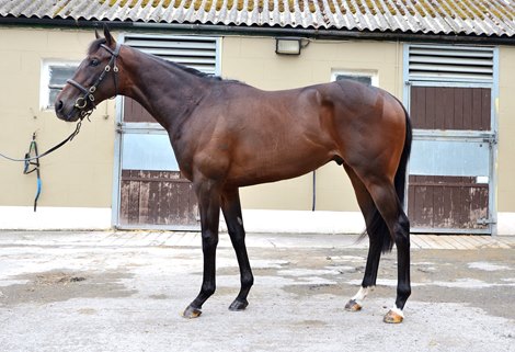 Lot 24, 2022 Goffs London Sale