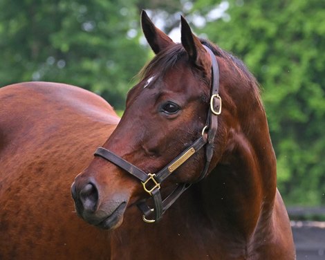 Marion Ravenwood.<br><br />
Callingmissbrown, dam of Mo Donegal, and Marion Ravenwood, dam of Nest, at Ashview Farm near Versailles, Ky. on June 12, 2022. Callinmissbrown is in foal to Uncle Mo and Marion Ravenwood is in foal to Curlin.