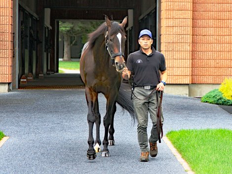 Kitasan Black at Shadai Stallion Station