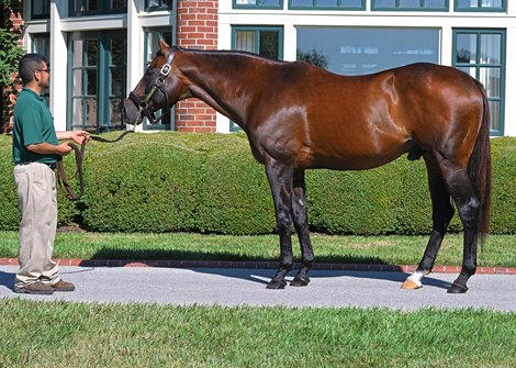 Standing in a conformation pose. <br>
Candy Ride at Lane’s End Farm near Versailles, Ky., on July 14, 2022.