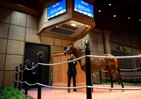 Hip 495 Diamond Hands were consigned by Denali Stud, dealer I, for the July Selected All Age Horse Sale of the July Sale on July 11, 2022, at Newtown Paddocks in Lexington, KY.