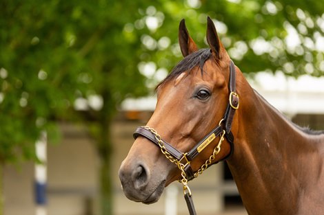 Pharoah's Song at the Gainesway consignment at the Fasig-Tipton July Sale