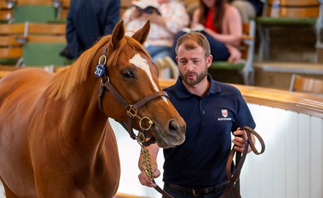 Lot 213 Shining Bright (IRE) 2018 Ch.M.  BY Galileo (IRE) EX Lady Lara (IRE)   UPDATE    Barton Sales    BBA Ireland / Lucky Vega Syndicate    450,000. Tattersalls July Sale 05/07/22