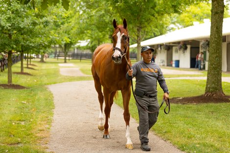 First Constitution, consigned as Hip 587 by Winstar, at the Fasig-Tipton July Sale