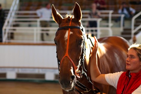 Lot 564 Rollajam (IRE) 2019 Ch.G.  BY Belardo (IRE) EX Papaya (IRE)      Highbeck Stables (J. O&#39;Keeffe)    Oliver St Lawrence Bloodstock    120,000   Tattersalls July Sale 07/07/22