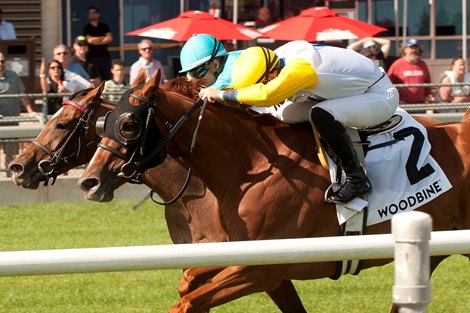 Jockey Emma Jayne Wilson (gold and blue silks on rail #2) guides Lady Shakespeare with (#4 light blue silks) jockey Rafael Hernandez aboard Crystal Cliffs to a Dead Heat in the $175,000 Nassau Stakes at Woodbine Racetrack.