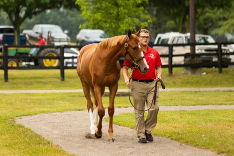 Hip 53, a Vino Rosso filly, at the Stoneriggs consignment at the 2022 Fasig-Tipton July Sale