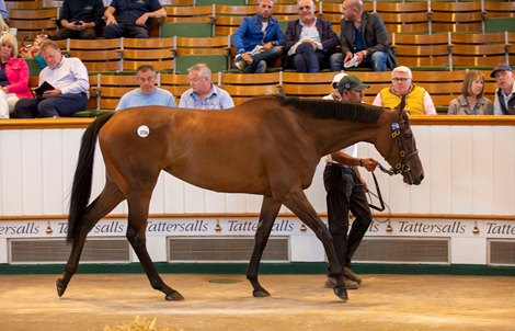 Lot 271A See The Rose (IRE) 2018 B.F.  BY Kendargent (FR) EX Xaarienne (GB) Wildcard      The Castlebridge Consignment    London Thoroughbred Services    500,000. Tattersalls July Sale 05/07/22
