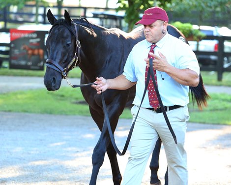 Hip 285, Court Dancer 2021 by Bolt d&#39;Oro out of Court Dancer, by War Chant, at the Taylor Made Sales Consignment at Fasig-Tipton Kentucky July Yearling Select/HOAA on July 10, 2022.