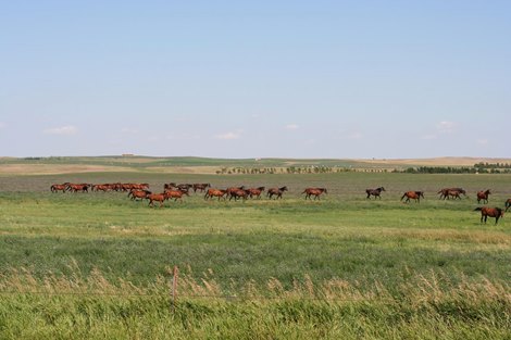 Bowman Second Chance Thoroughbred Adoption