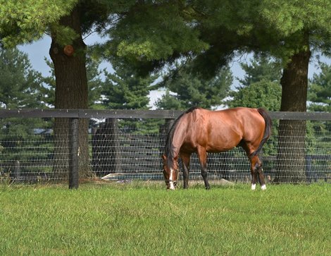 July 25, 2022: Mill Ridge stallion Oscar Performance  Rick Samuels/The Blood-Horse