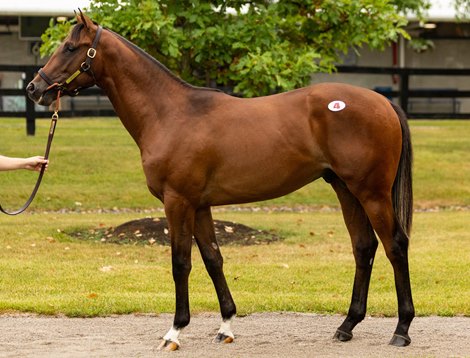 Hip 4, an Audible colt, at Stoneriggs consignment at the Fasig-Tipton July Sale