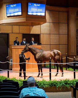 Hip 547 Kuchar was consigned by Winstar Racing, dealer, for the July All Ages Selected Horses session of the July Sale on July 11, 2022, at Newtown Paddocks in Lexington, KY.