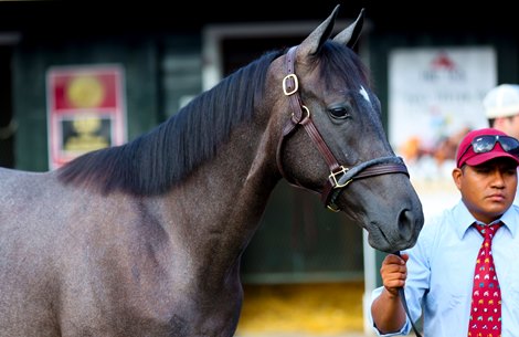 Hip 117, an Arrogate colt at the Taylor Made consignment at The Saratoga Sale<br>
Sales scenes, and hips at The Saratoga Sale at Fasig-Tipton in Saratoga Springs, N.Y., on Aug. 7,2022.
