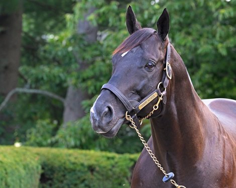 Sharp Azteca at Three Chimneys Farm on Aug. 17, 2022.