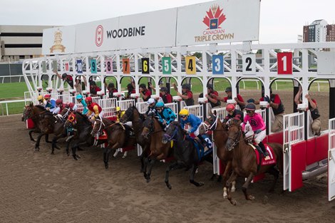 Toronto ON, Woodbine Racetrack. Queen&#39;s Plate stake start. #8 Moira captures the Queen&#39;s Plate. Woodbine/ Michael Burns Photo